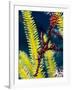 Ornate Ghost Pipefish (Harlequin Ghost Pipefish) (Solenostomus Paradoxus)-Louise Murray-Framed Photographic Print