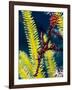 Ornate Ghost Pipefish (Harlequin Ghost Pipefish) (Solenostomus Paradoxus)-Louise Murray-Framed Photographic Print