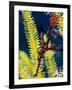 Ornate Ghost Pipefish (Harlequin Ghost Pipefish) (Solenostomus Paradoxus)-Louise Murray-Framed Photographic Print