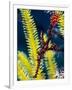 Ornate Ghost Pipefish (Harlequin Ghost Pipefish) (Solenostomus Paradoxus)-Louise Murray-Framed Photographic Print