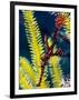 Ornate Ghost Pipefish (Harlequin Ghost Pipefish) (Solenostomus Paradoxus)-Louise Murray-Framed Photographic Print