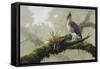 Ornate Hawk - Eagle-Harro Maass-Framed Stretched Canvas