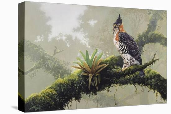 Ornate Hawk - Eagle-Harro Maass-Stretched Canvas