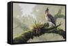 Ornate Hawk - Eagle-Harro Maass-Framed Stretched Canvas