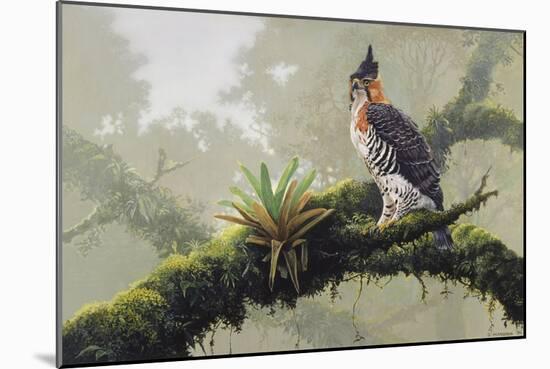 Ornate Hawk - Eagle-Harro Maass-Mounted Giclee Print