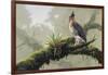 Ornate Hawk - Eagle-Harro Maass-Framed Giclee Print