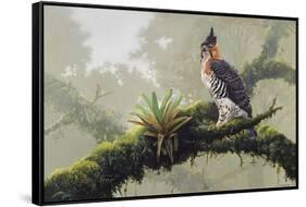 Ornate Hawk - Eagle-Harro Maass-Framed Stretched Canvas