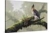 Ornate Hawk - Eagle-Harro Maass-Stretched Canvas