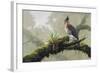 Ornate Hawk - Eagle-Harro Maass-Framed Giclee Print