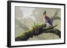 Ornate Hawk - Eagle-Harro Maass-Framed Giclee Print