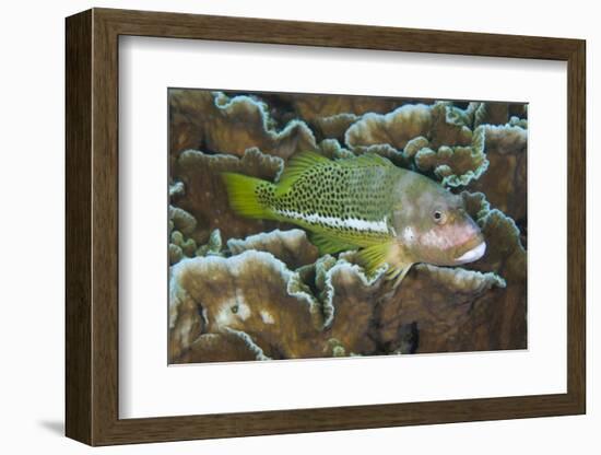 Ornate Hawkfish (Paracirrhites hemistictus) adult, resting on coral, Christmas Island, Australia-Colin Marshall-Framed Photographic Print