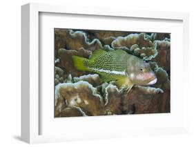 Ornate Hawkfish (Paracirrhites hemistictus) adult, resting on coral, Christmas Island, Australia-Colin Marshall-Framed Photographic Print