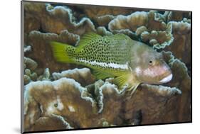 Ornate Hawkfish (Paracirrhites hemistictus) adult, resting on coral, Christmas Island, Australia-Colin Marshall-Mounted Photographic Print