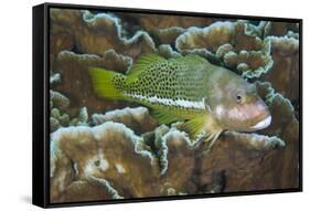 Ornate Hawkfish (Paracirrhites hemistictus) adult, resting on coral, Christmas Island, Australia-Colin Marshall-Framed Stretched Canvas