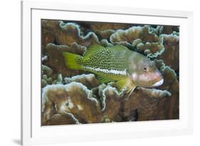 Ornate Hawkfish (Paracirrhites hemistictus) adult, resting on coral, Christmas Island, Australia-Colin Marshall-Framed Photographic Print