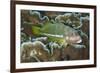 Ornate Hawkfish (Paracirrhites hemistictus) adult, resting on coral, Christmas Island, Australia-Colin Marshall-Framed Photographic Print