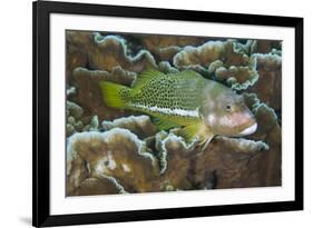 Ornate Hawkfish (Paracirrhites hemistictus) adult, resting on coral, Christmas Island, Australia-Colin Marshall-Framed Photographic Print