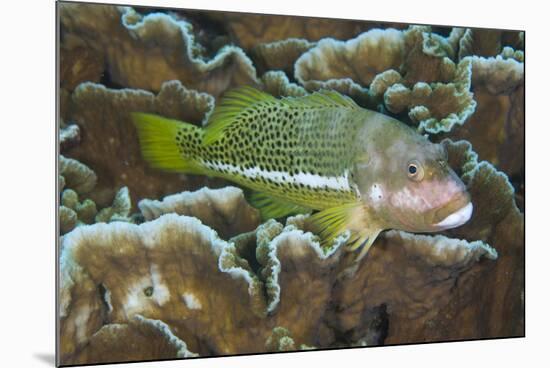 Ornate Hawkfish (Paracirrhites hemistictus) adult, resting on coral, Christmas Island, Australia-Colin Marshall-Mounted Photographic Print