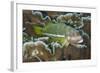 Ornate Hawkfish (Paracirrhites hemistictus) adult, resting on coral, Christmas Island, Australia-Colin Marshall-Framed Photographic Print