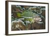 Ornate Hawkfish (Paracirrhites hemistictus) adult, resting on coral, Christmas Island, Australia-Colin Marshall-Framed Photographic Print