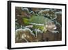 Ornate Hawkfish (Paracirrhites hemistictus) adult, resting on coral, Christmas Island, Australia-Colin Marshall-Framed Photographic Print