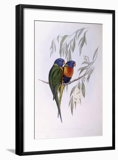 Ornate Lorikeet (Trichoglossus Ornatus), by John Gould-null-Framed Giclee Print