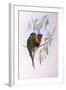 Ornate Lorikeet (Trichoglossus Ornatus), by John Gould-null-Framed Giclee Print