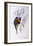 Ornate Lorikeet (Trichoglossus Ornatus), by John Gould-null-Framed Giclee Print