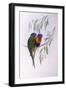 Ornate Lorikeet (Trichoglossus Ornatus), by John Gould-null-Framed Giclee Print