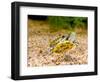 Ornate Red Ear Turtle, Chrysemys Scripta Elegans, Native to Southern Us-David Northcott-Framed Photographic Print