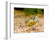 Ornate Red Ear Turtle, Chrysemys Scripta Elegans, Native to Southern Us-David Northcott-Framed Photographic Print