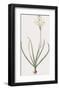 Ornithogalum Arabicum-Pierre Joseph Redoute-Framed Giclee Print