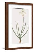 Ornithogalum Arabicum-Pierre Joseph Redoute-Framed Giclee Print