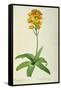 Ornithogalum Aureum, from `Les Liliacees'-Pierre Joseph Redoute-Framed Stretched Canvas