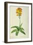 Ornithogalum Aureum, from `Les Liliacees'-Pierre Joseph Redoute-Framed Giclee Print