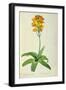 Ornithogalum Aureum, from `Les Liliacees'-Pierre Joseph Redoute-Framed Giclee Print