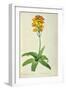 Ornithogalum Aureum, from `Les Liliacees'-Pierre Joseph Redoute-Framed Giclee Print