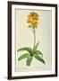 Ornithogalum Aureum, from `Les Liliacees'-Pierre Joseph Redoute-Framed Giclee Print