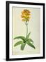 Ornithogalum Aureum, from `Les Liliacees'-Pierre Joseph Redoute-Framed Giclee Print