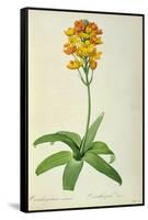 Ornithogalum Aureum, from `Les Liliacees'-Pierre Joseph Redoute-Framed Stretched Canvas