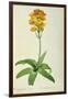 Ornithogalum Aureum, from `Les Liliacees'-Pierre Joseph Redoute-Framed Giclee Print