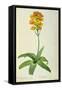 Ornithogalum Aureum, from `Les Liliacees'-Pierre Joseph Redoute-Framed Stretched Canvas