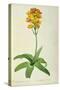 Ornithogalum Aureum, from `Les Liliacees'-Pierre Joseph Redoute-Stretched Canvas