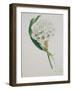 Ornithogalum Caudatum, the Star of Bethlehem-Samuel Holden-Framed Giclee Print