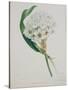 Ornithogalum Caudatum, the Star of Bethlehem-Samuel Holden-Stretched Canvas