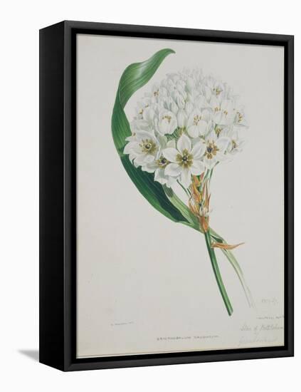 Ornithogalum Caudatum, the Star of Bethlehem-Samuel Holden-Framed Stretched Canvas