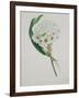 Ornithogalum Caudatum, the Star of Bethlehem-Samuel Holden-Framed Giclee Print