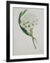 Ornithogalum Caudatum, the Star of Bethlehem-Samuel Holden-Framed Giclee Print