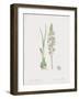 Ornithogalum Pyrenaicum-James Sowerby-Framed Giclee Print