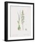 Ornithogalum Pyrenaicum-James Sowerby-Framed Giclee Print